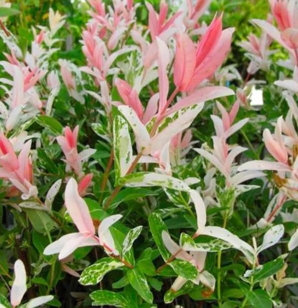 Amazon.com : Dappled Willow Cutting to Grow - Stunnning Tricolor