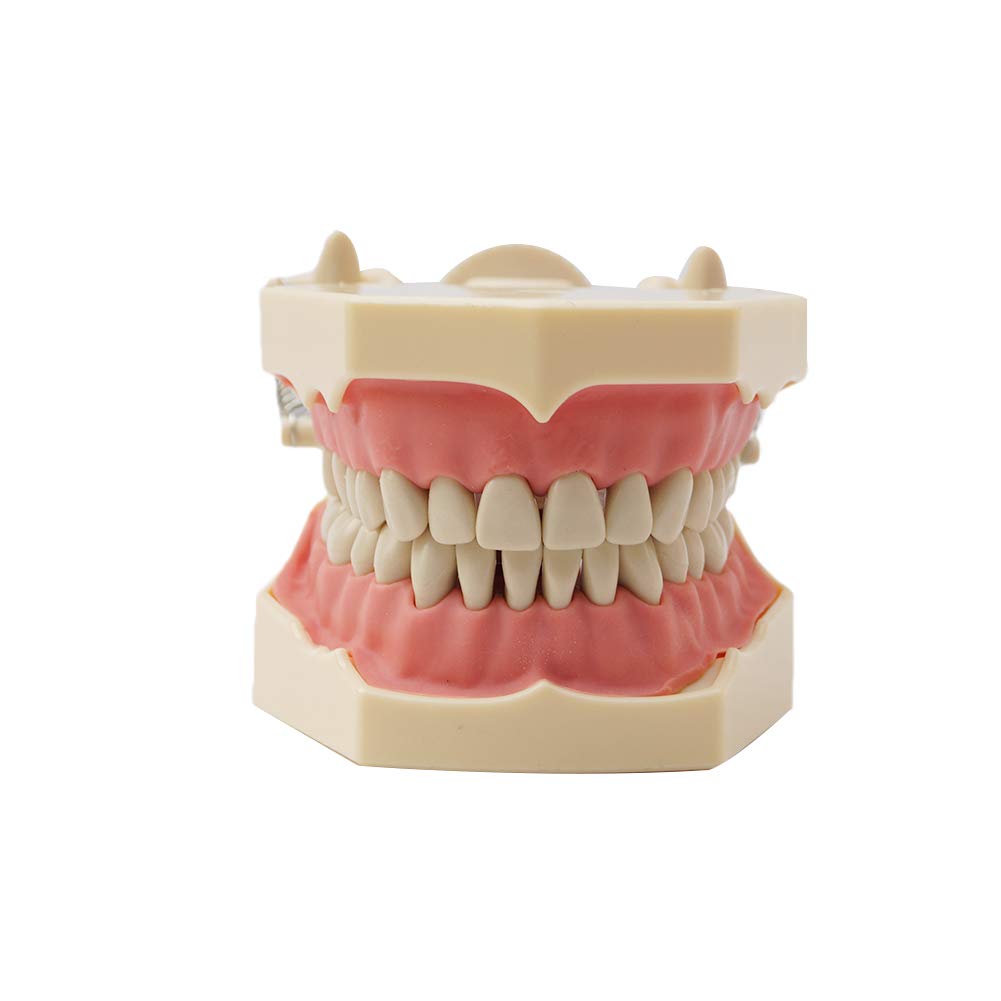 Amazon.com : Dental Nissin Typodont Teeth Model Removable Soft Gum