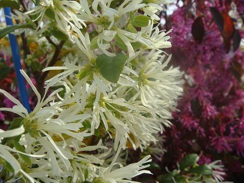 Amazon | 白花トキワマンサク 生垣用 苗 庭木 常緑樹 生垣 目隠し 低木