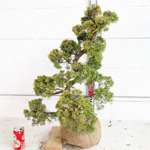 Amazon.co.jp: ［生産者直送］黄金真柏 樹高約70cm 庭木 苗木 シンパク