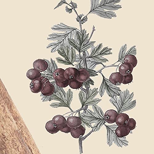 Amazon | YOUFIRST (ユーファースト) 香水 SPICES BOUQUET (スパイセス