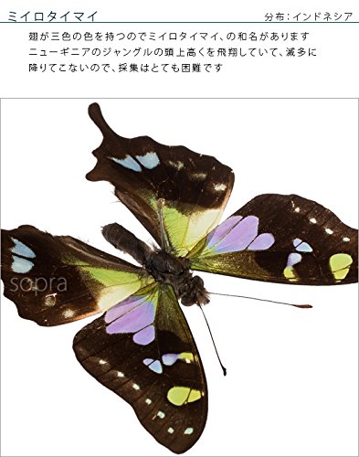 Amazon.co.jp: 蝶の標本 ミイロタイマイ G.weiskei アゲハチョウ