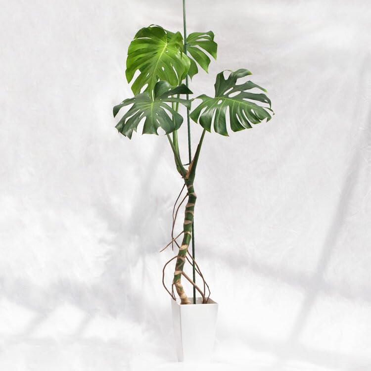 Amazon｜観葉植物 大型 モンステラ・デリシオーサ（根上がり仕立て