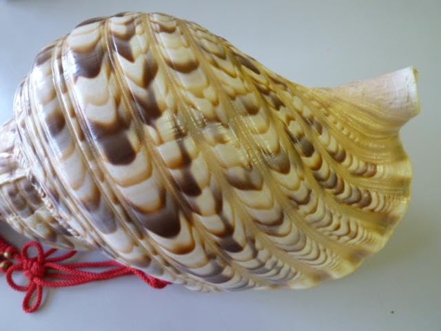 Amazon.co.jp: 法螺貝 ほら貝 笛 楽器 吹き口付 全長約31cm 魔除け