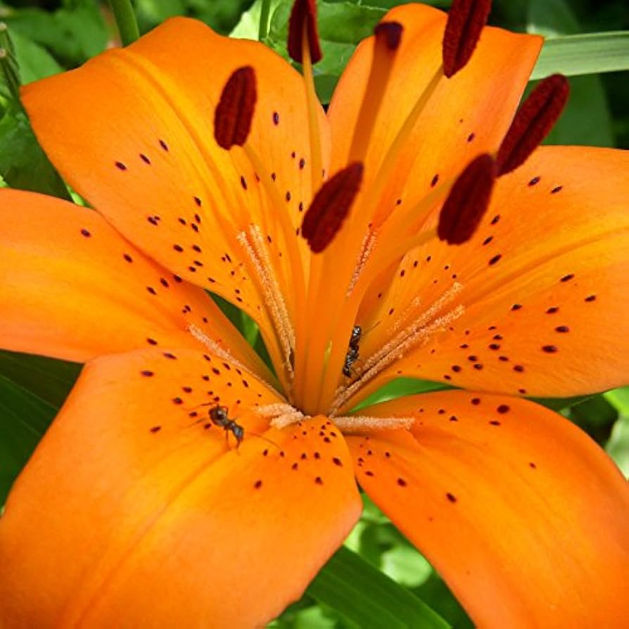 Amazon.co.jp: タイガーリリー（Tiger Lily） ハイグレード アロマ