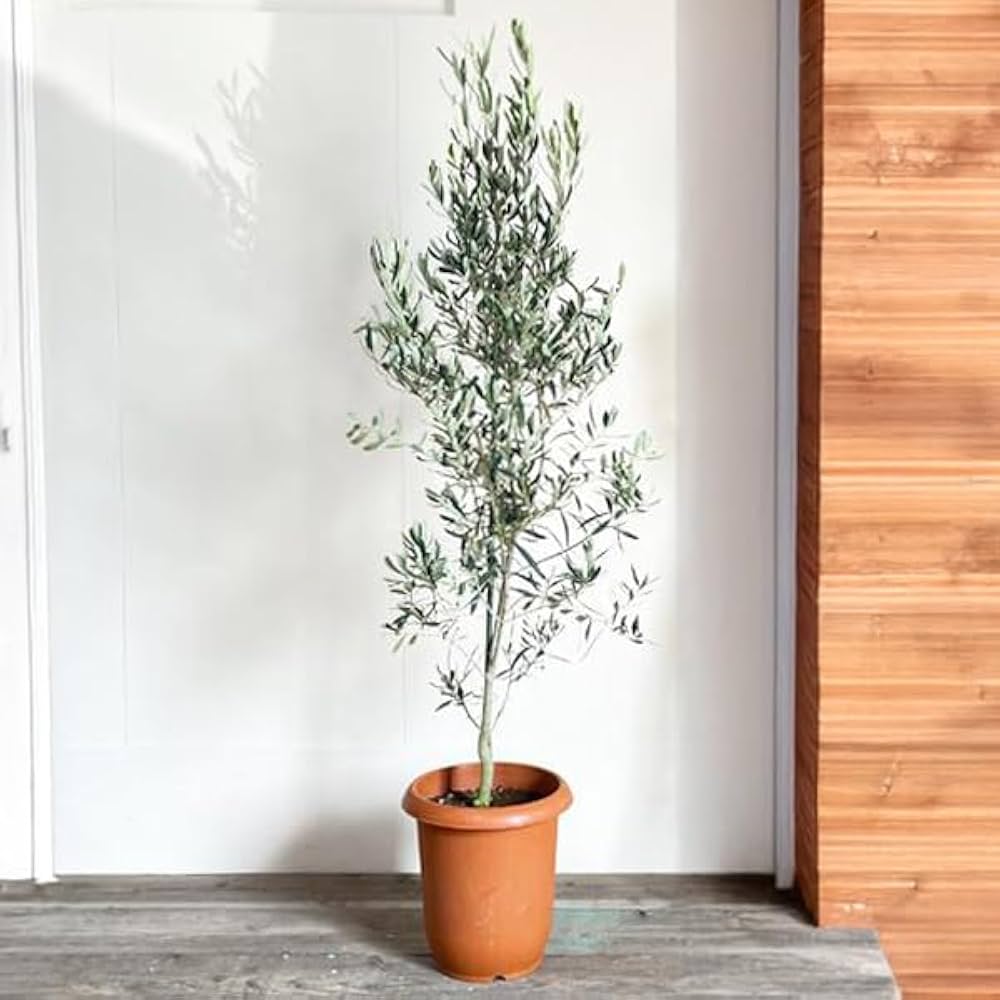 Amazon｜オリーブの木 10号 大鉢 大型 インテリア 庭木 鉢植え