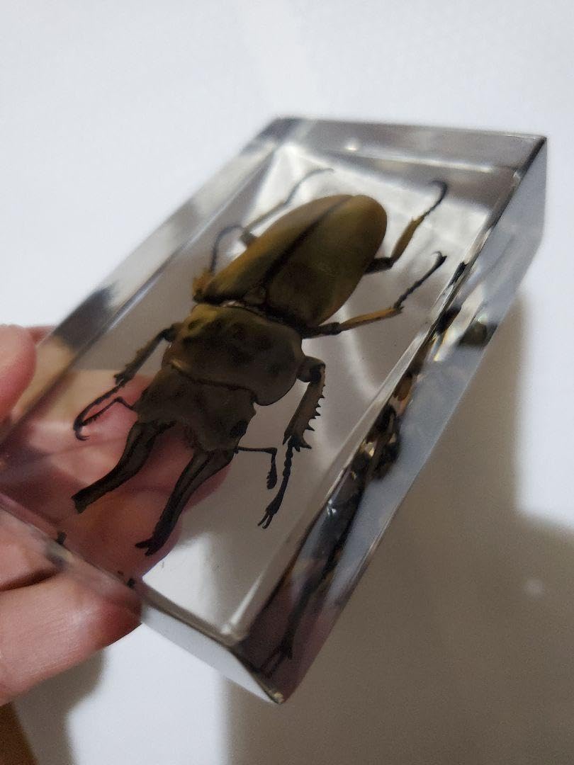 Amazon.co.jp: オウゴンオニクワガタ樹脂標本 : 文房具・オフィス用品