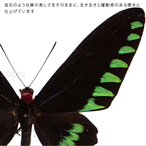 蝶の標本 トリバネチョウの世界(AA特) 蝶の標本 トリバネチョウの世界