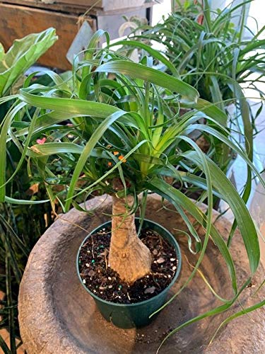 Amazon.com : Ponytail Palm - Live Plant in a 6 Inch Growers Pot