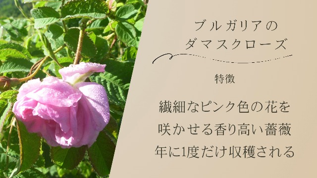 Amazon.co.jp: ローズドビオ ROSES DE BIOブラッディローズ ジェリー