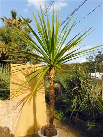 Amazon | ニオイシュロラン ドラセナ 樹高170㎝前後 リゾート庭木 | 植木