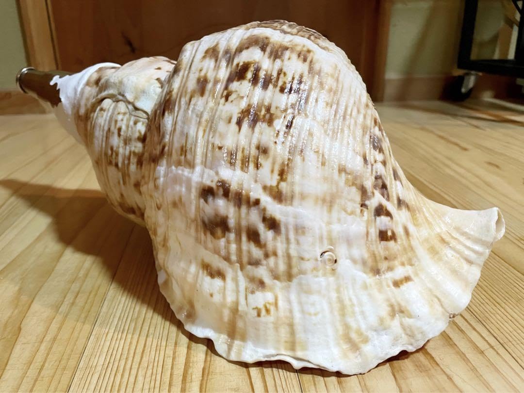 Amazon.co.jp: 巨大肉厚修験道法螺貝 山伏 密教 魔除け 熊よけほら貝