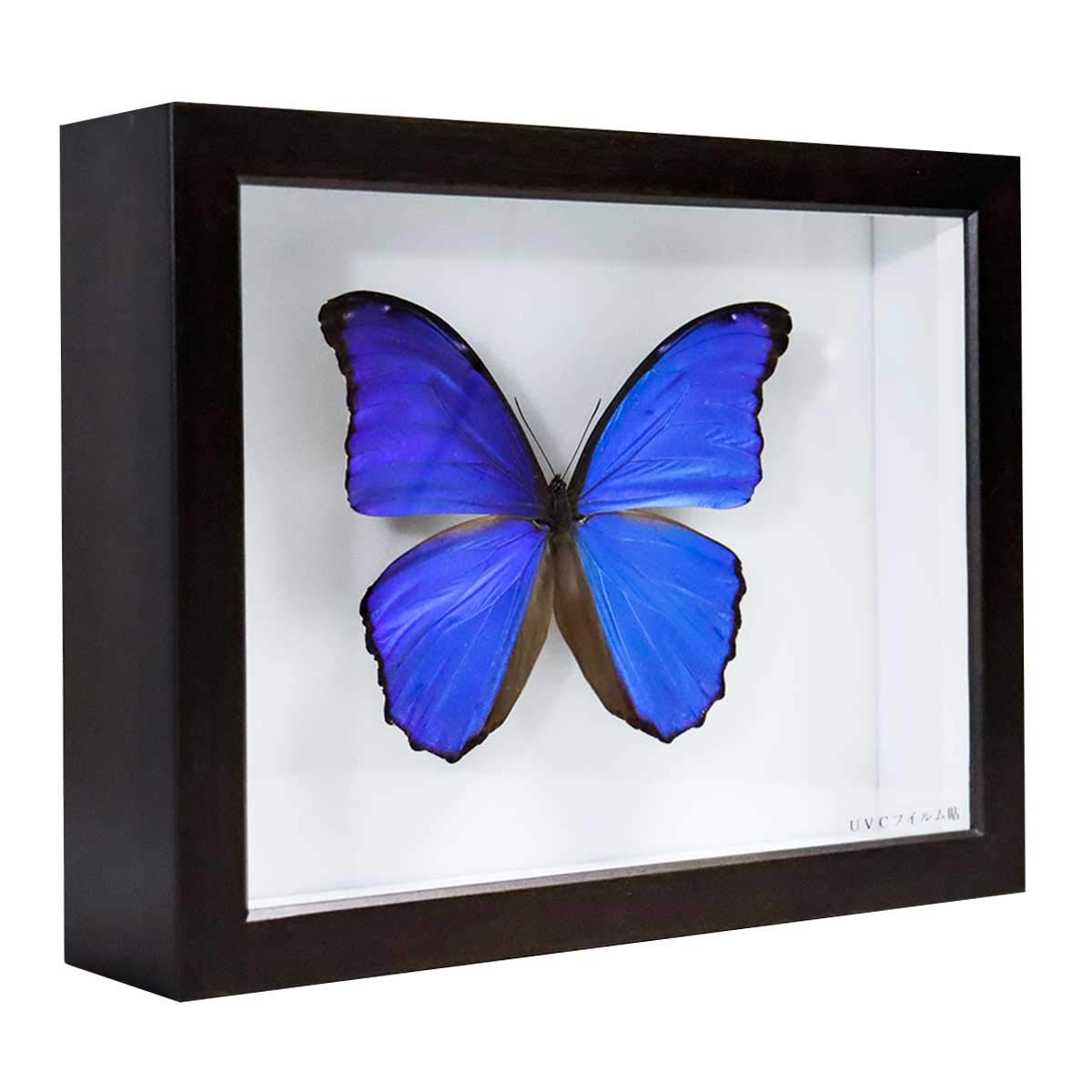 Amazon.co.jp: 昆虫標本箱（ドイツ箱）昭和55年からの実績 ドイツ箱