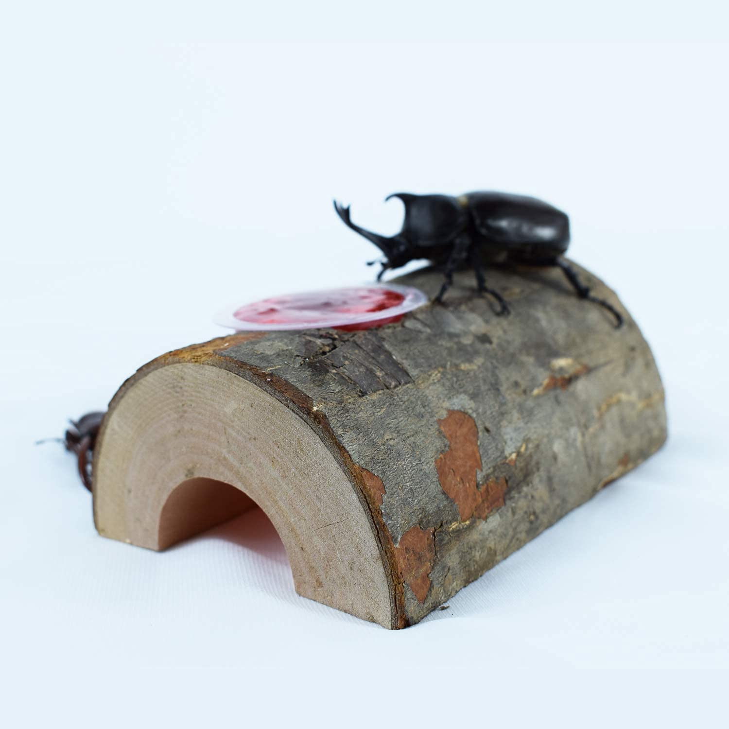 Amazon | えさ皿 昆虫のかくれ木 のぼり木 クワガタ 隠れ家 飼育木