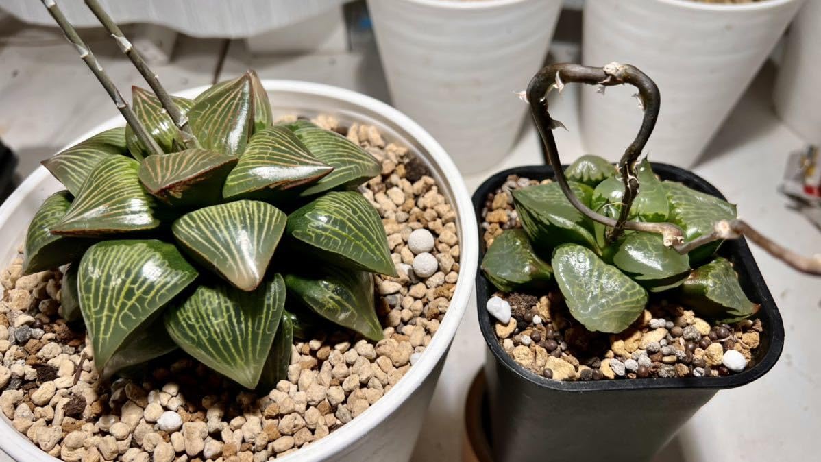 Amazon.co.jp: 令和5年採る ハオルチア 竹虎種子 30粒 : DIY・工具