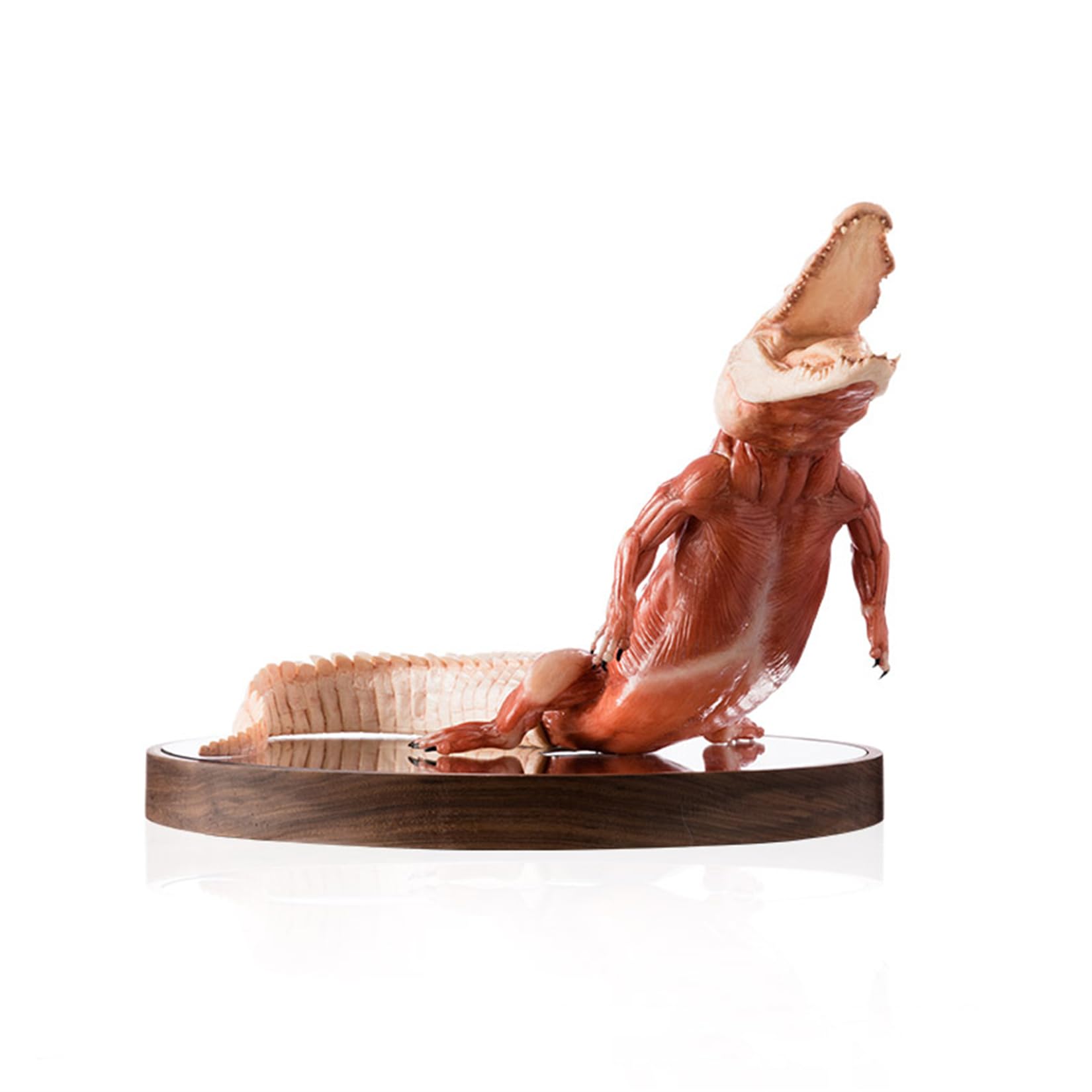 Amazon.co.jp: BACALYSO | EVO 1/8 サイズ ワニ 鰐 フィギュア 40cm級