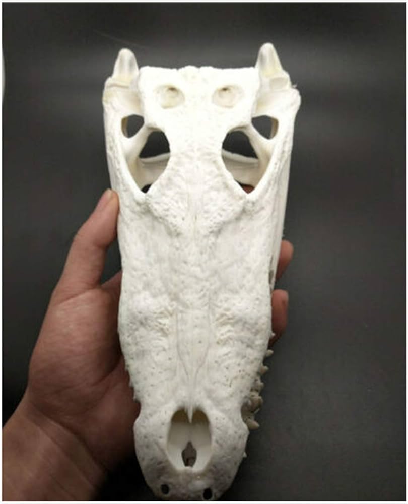 61vSrBRvB9L._AC_UF894,