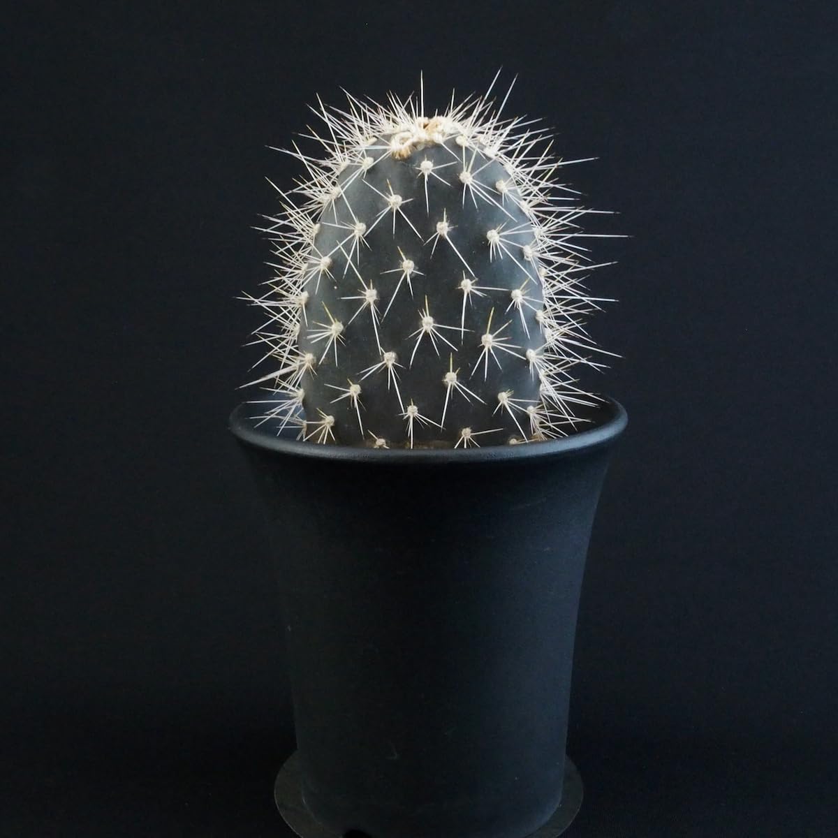 Amazon.co.jp: ガラパゴス団扇 黒肌白刺｜サボテン多肉植物 : ホーム