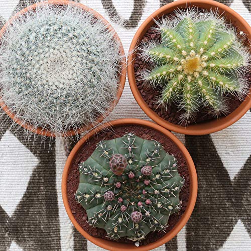 サボテンのおすすめ7選！トゲがない品種やセットも | HEIM [ハイム]