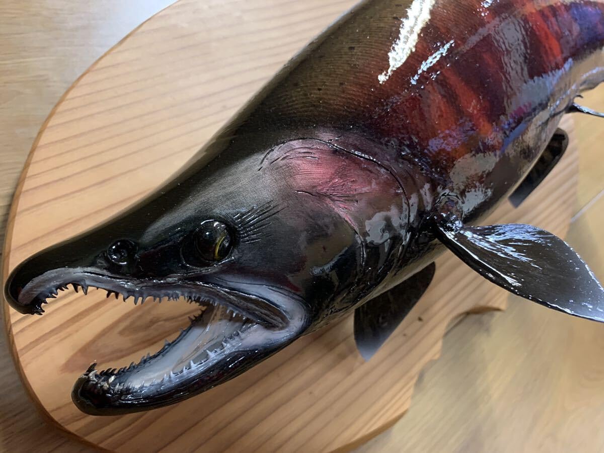 魚類剥製エフクラフトランドロックサクラマス鼻曲がり雄56㎝最終形態