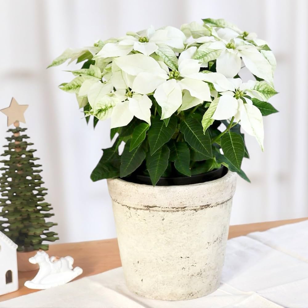 Amazon.co.jp: プリンセチア ピュアホワイト 5号鉢 ラッピング付き