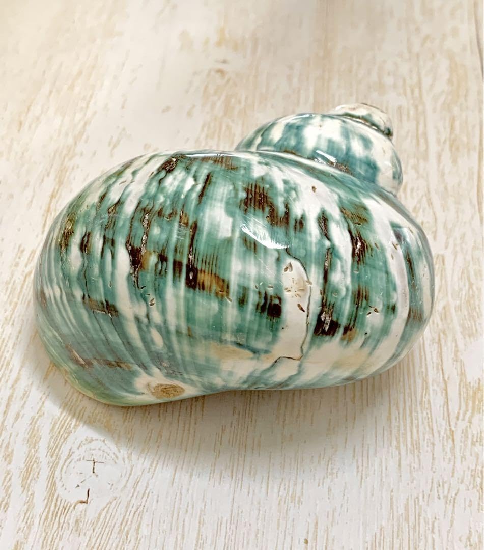 Amazon.co.jp: 夜光貝姿磨き Turbo marmoratus 幸運を呼び寄せる七色の