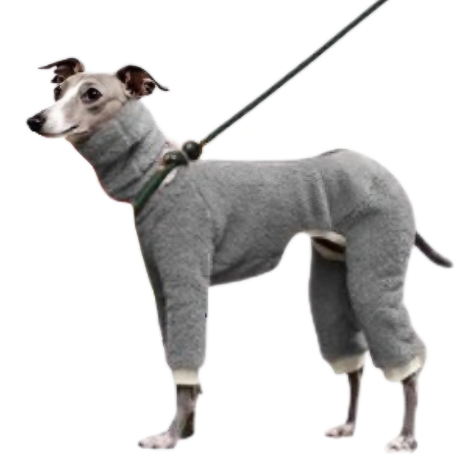 Amazon | manatom イタグレ 服 おしゃれ イタリアングレーハウンド服