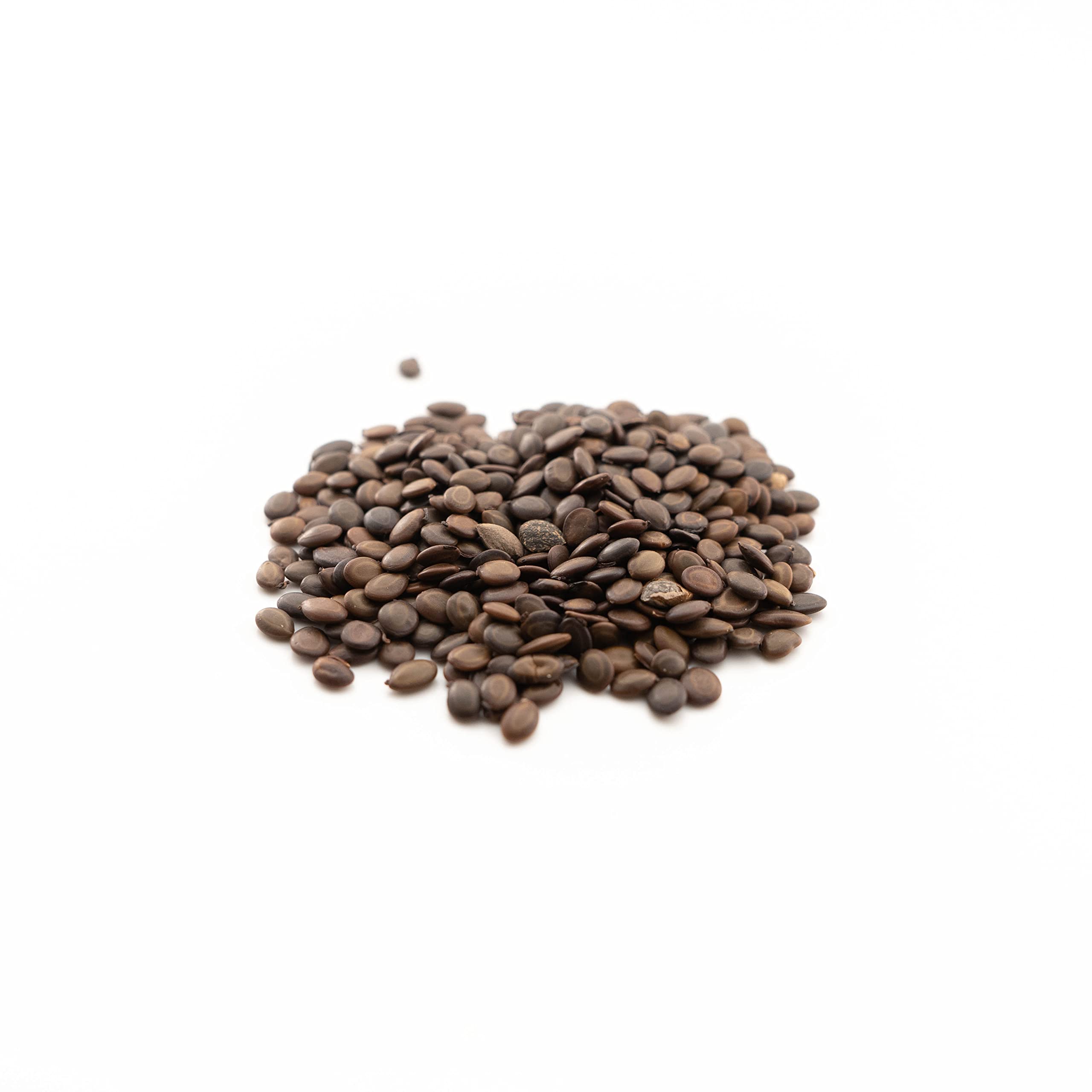 Amazon | アカシア・コンフューサ（相思樹・ソウシジュ）(Acacia