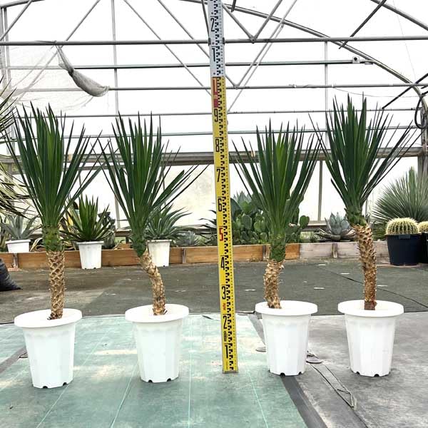 Amazon｜アロイフォリア ユッカ・アロイフォリア 観葉植物 お祝 新築