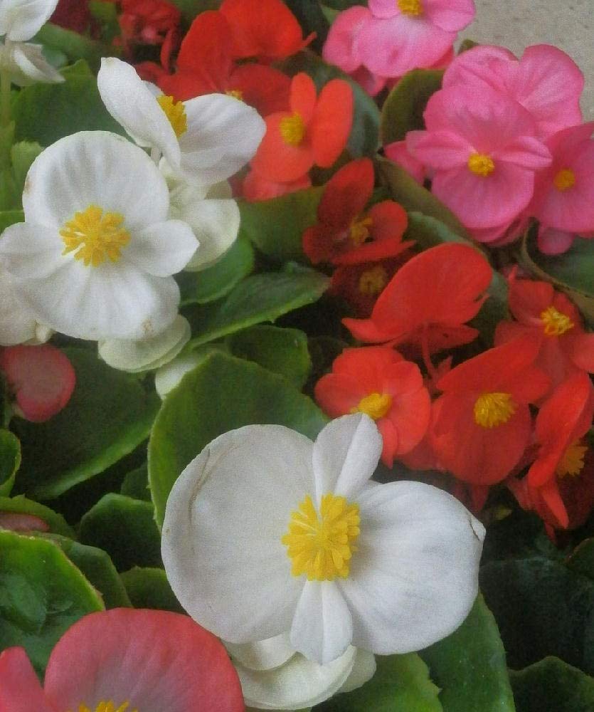 専用 フローレンス錦 抜き苗 専用 フローレンス錦 抜き苗 専用