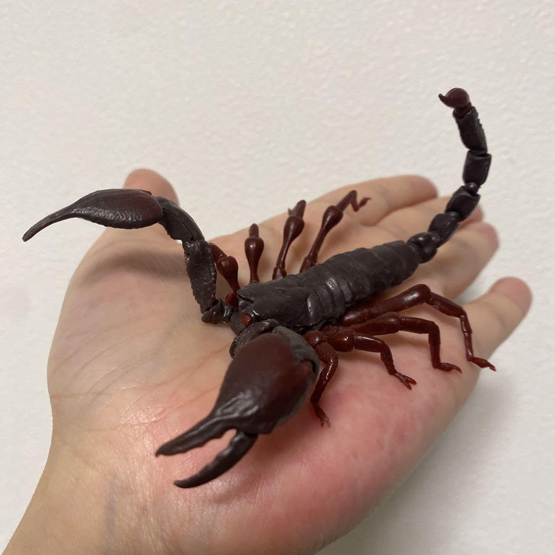 Amazon | いきもの大図鑑 サソリ レッドクロウエンペラースコーピオン