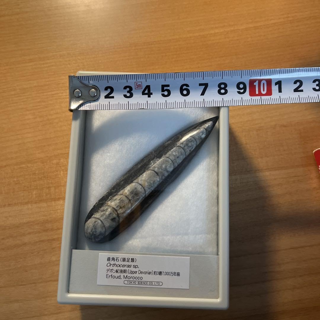 Amazon.co.jp: 直角石Orthoceras sp. 化石標本 約7000万年前 モロッコ
