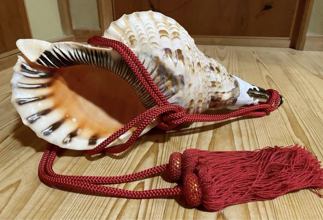 法螺貝 ホラガイ ほら貝 三伏 密教 魔除け 熊よけ Amazon.co.jp: 特大