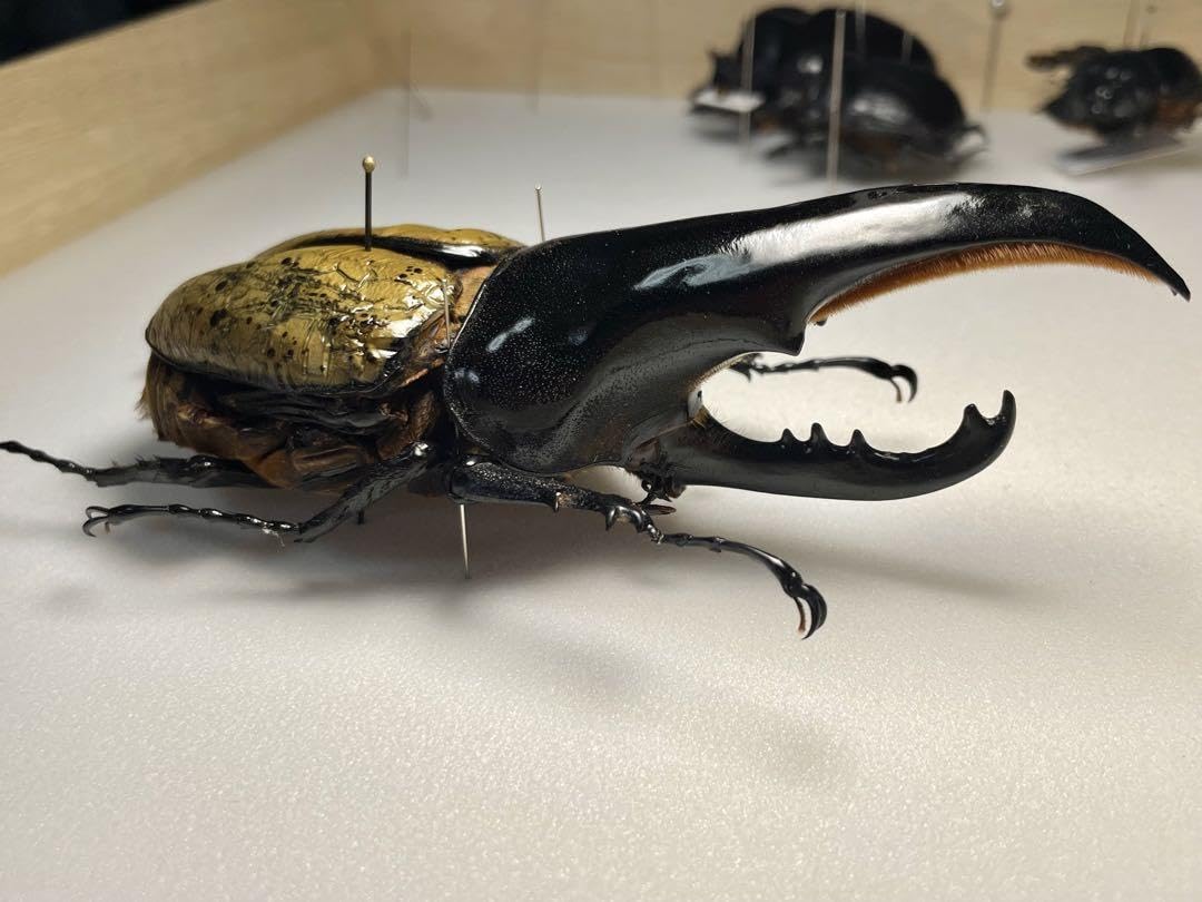 Amazon.co.jp: 昆虫標本 極太極短ヘラクレスオオカブト c68メテオ