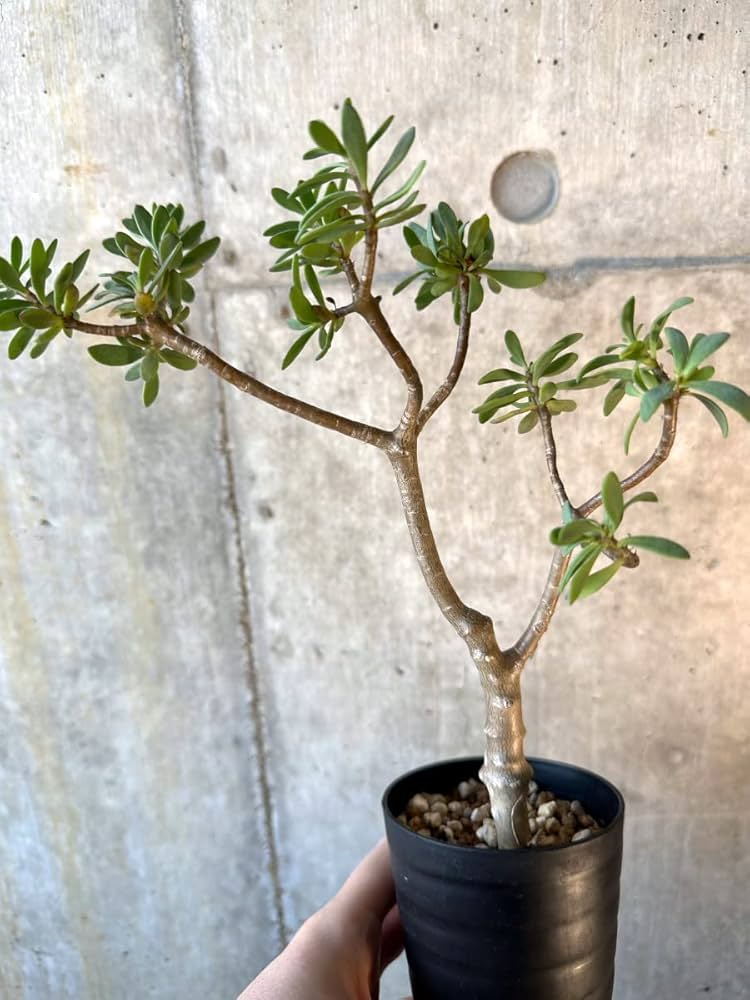 61aSCGIjgGL._AC_UF1000,