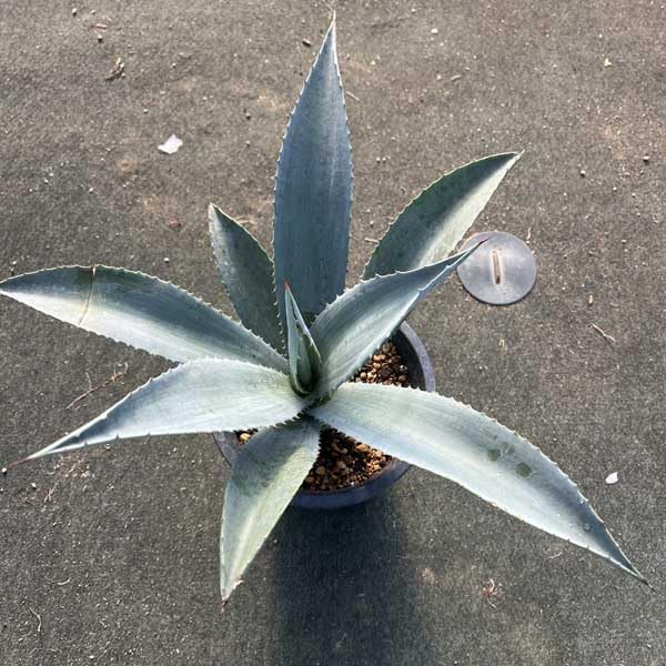 Amazon｜アガベ リュウゼツラン アメリカーナ アオノリュウゼツラン