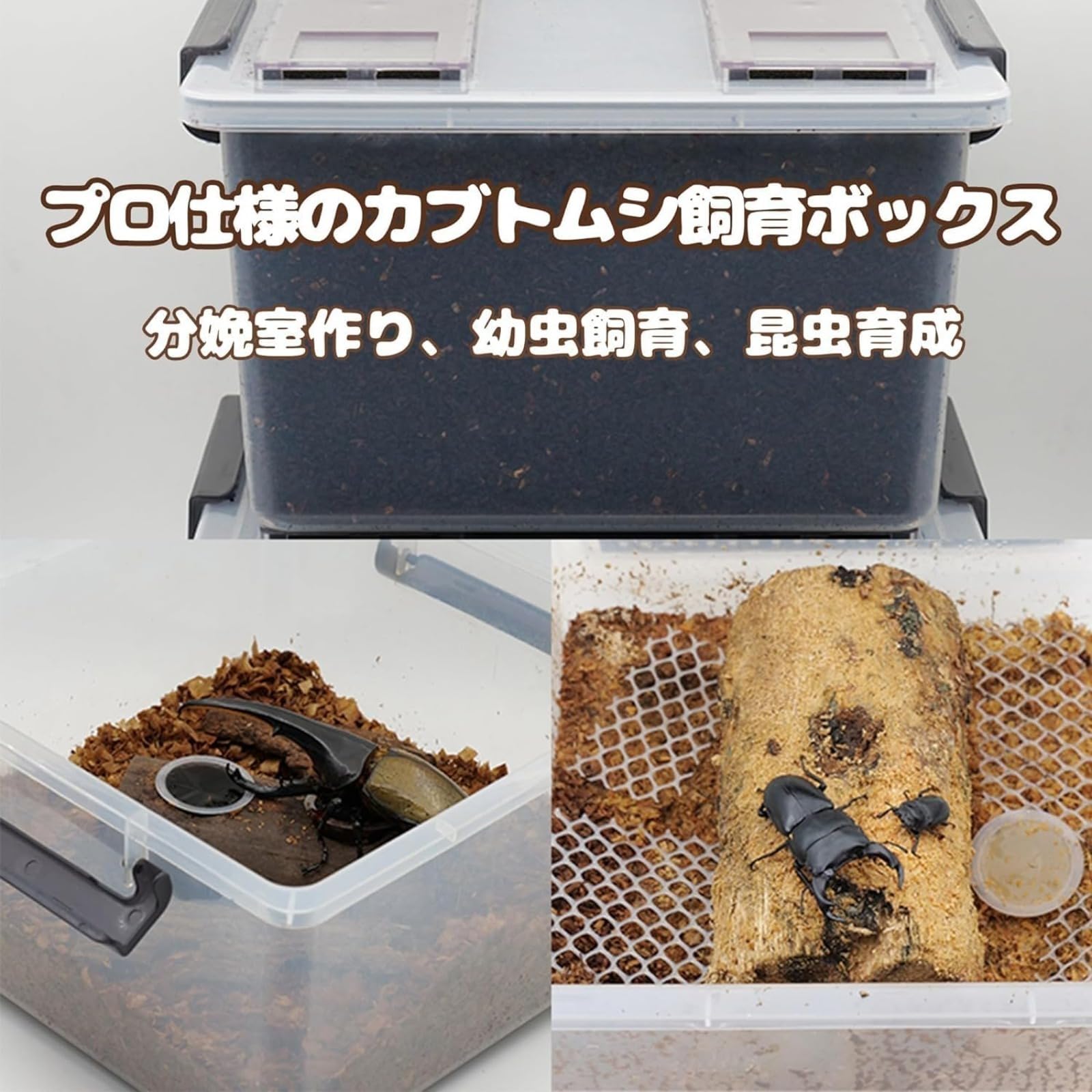 Amazon.co.jp: 大きいクワガタカブトムシプロのケース、クワガタ 飼育