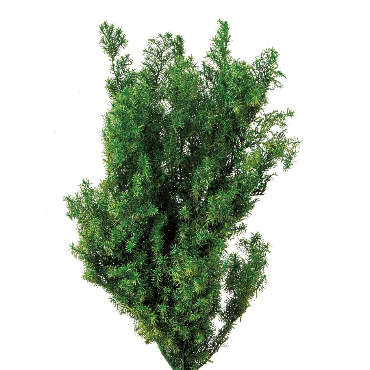 Amazon｜大地農園 プリザーブドフラワー ソフトヒムロスギ・ショート