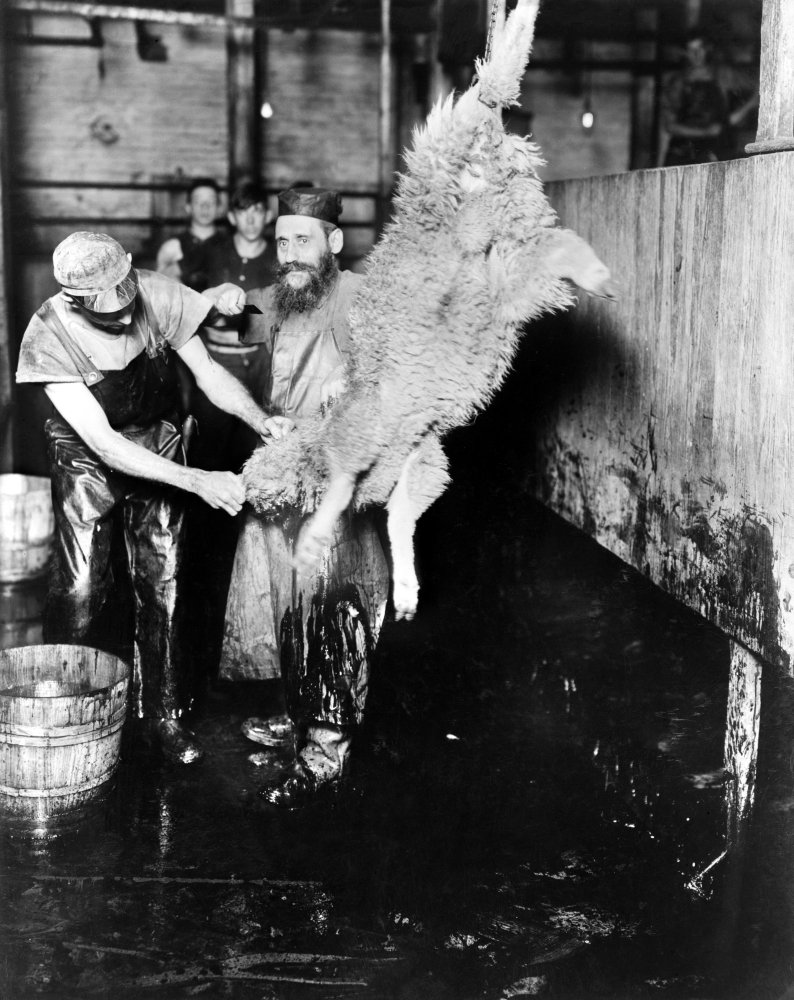 Amazon.com: Slaughterhouse C1913 Njewish Factory Workers Skinning