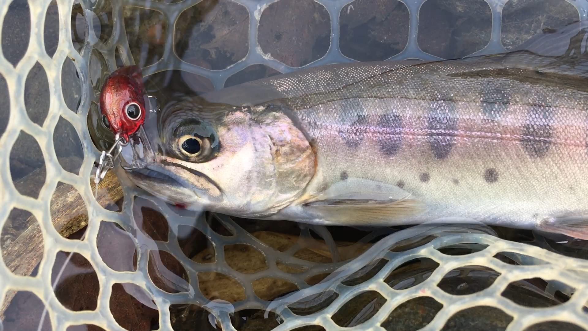 Amazon | オルルド釣具 3cm 1.5g マイクロクランク 10カラー10個セット