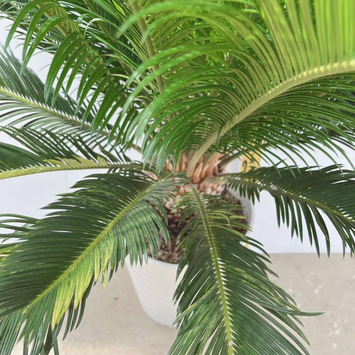 Amazon.co.jp: 斑入りソテツ 10号 大型大株 品種レア 蘇鉄 地植え