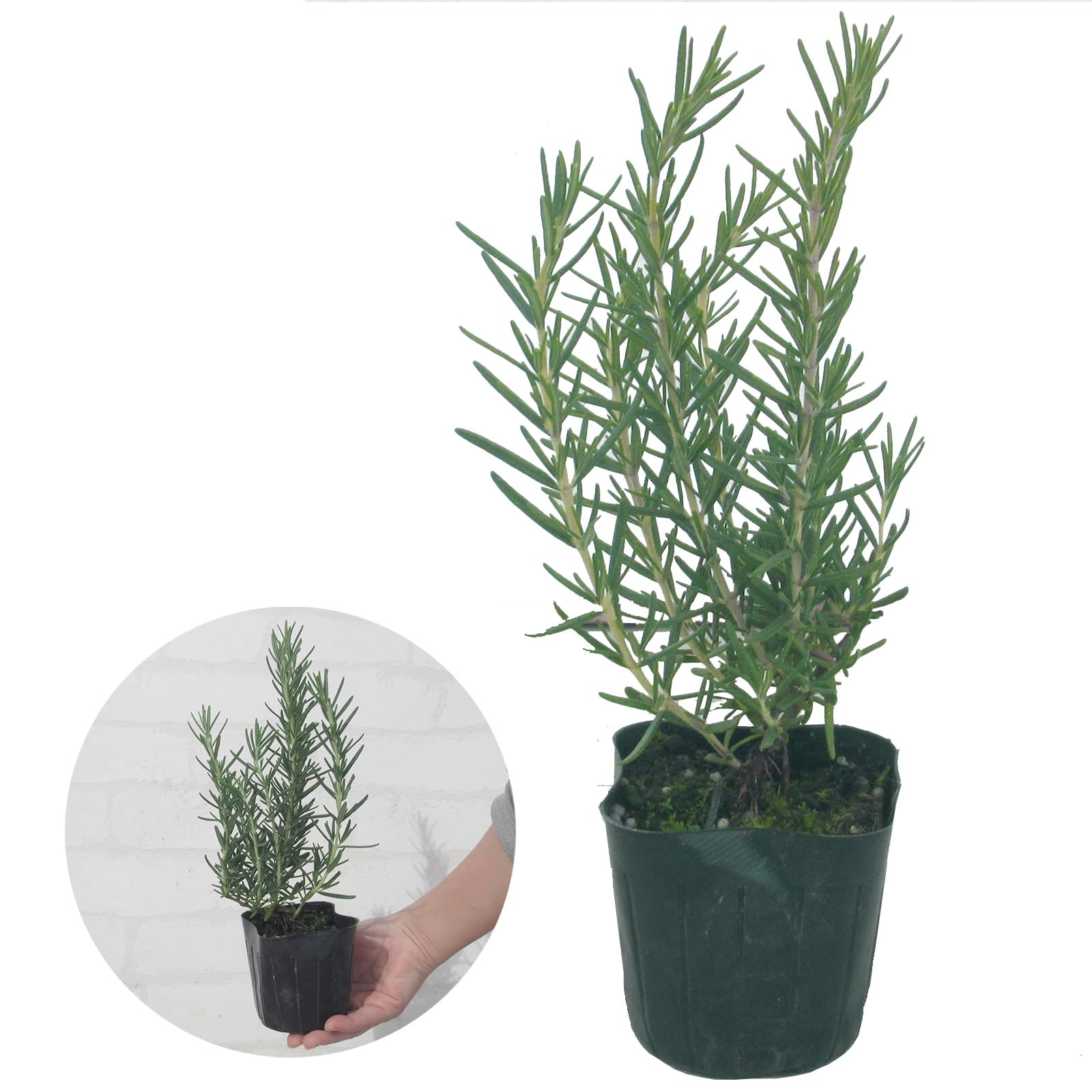 Amazon.co.jp: 【 1株 】 立ち性 「 ローズマリー 苗 」9.0cmポット