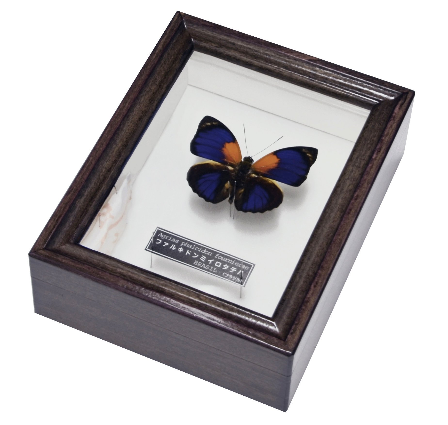 Amazon | コレクターに ミイロタテハ 名和昆虫博物館企画・製作 ファル