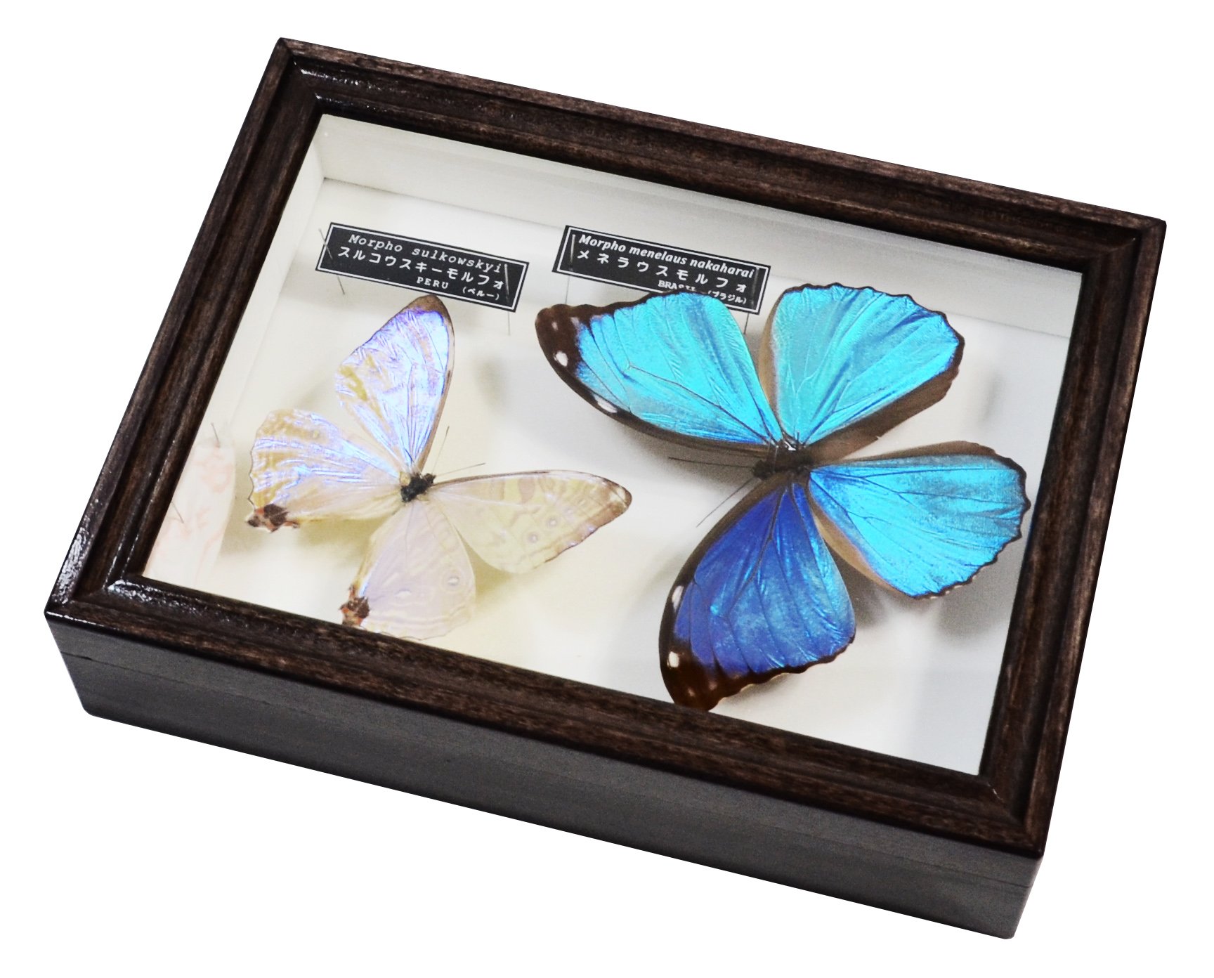 Amazon | 美しい蝶の標本 名和昆虫博物館企画・製作 メネラウス