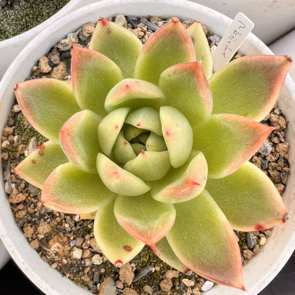 Amazon.co.jp: アガボイデス根付き抜き苗多肉植物エケベリア : ホビー