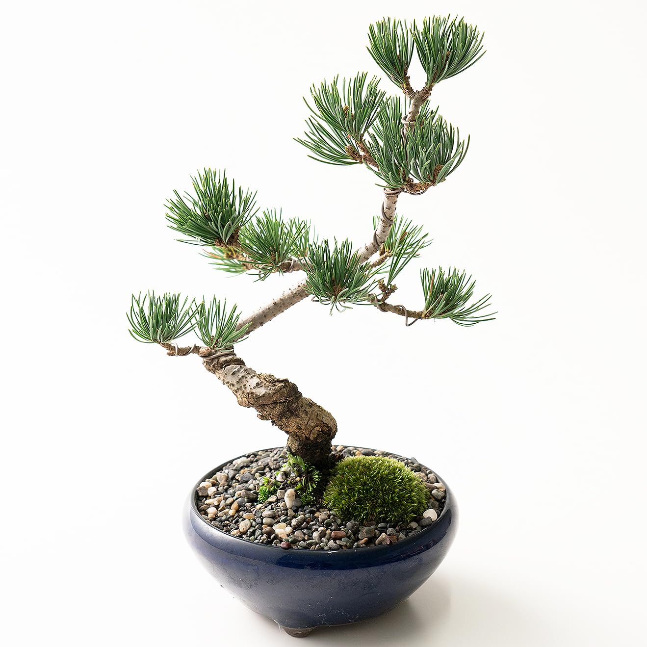 Amazon | 盆栽妙 五葉松 生子鉄鉢 ミニ盆栽 鉢植え | 盆栽