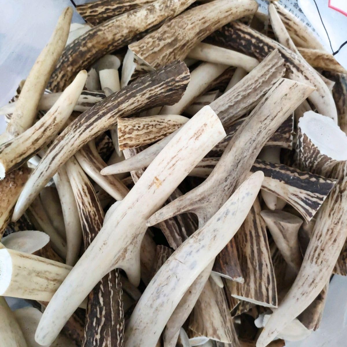 9kg 鹿の角 エゾシカ 角 端材 アクセサリー パーツ素材 9kg 20本 鹿の