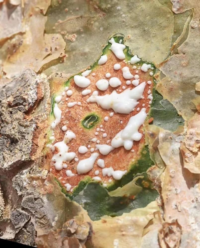 Amazon.co.jp: ロイヤルホジャリ フランキンセンス 緑乳香 30g 純天然