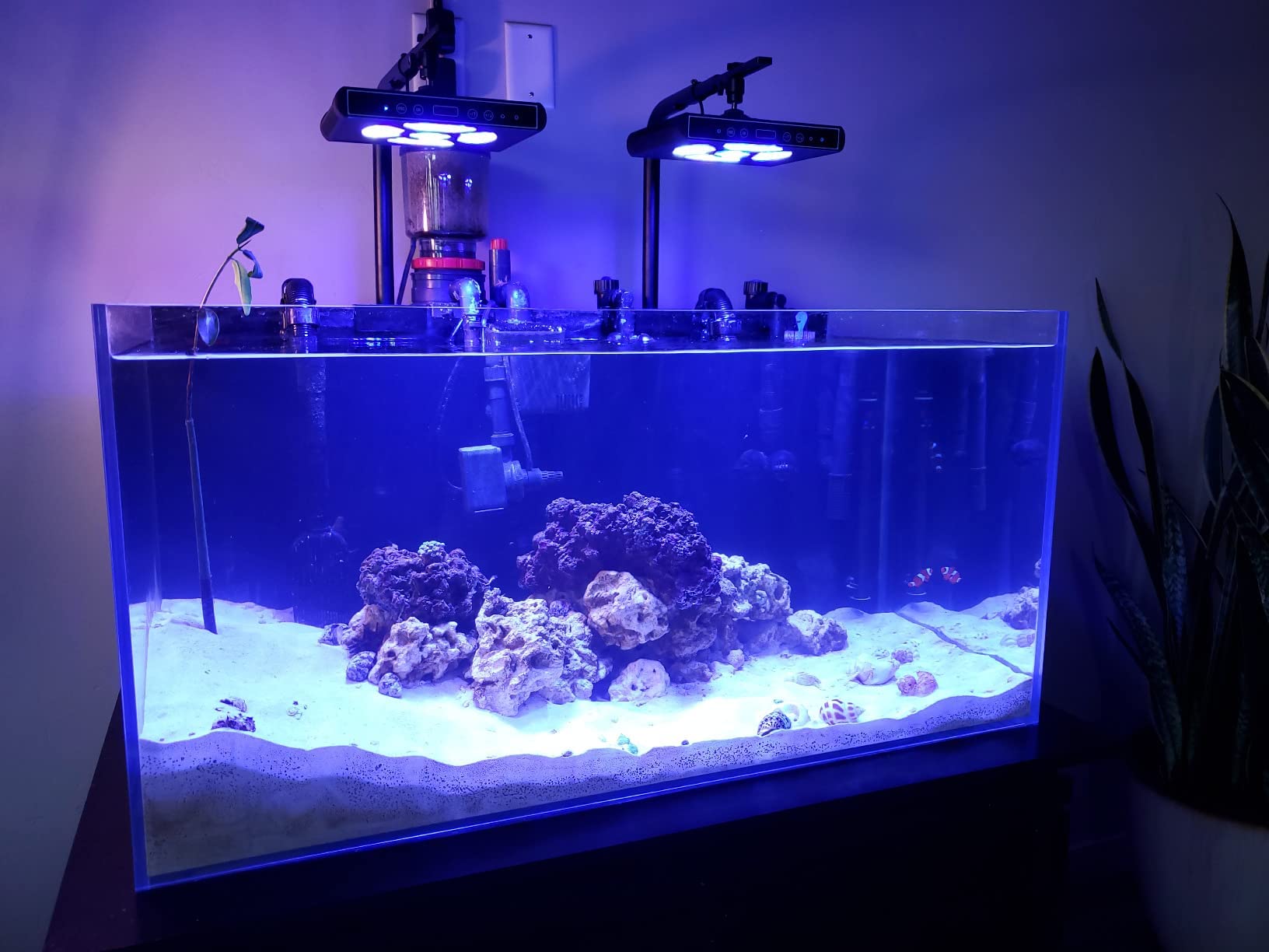 サンゴ飼育セット 大量 サンゴ飼育セット 大量 海水魚 サンゴ 飼育セット