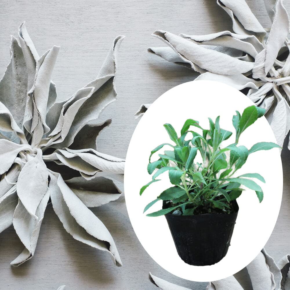 Amazon.co.jp: セージ 苗 「 ホワイトセージ 」【 3株 】9cmポット 苗